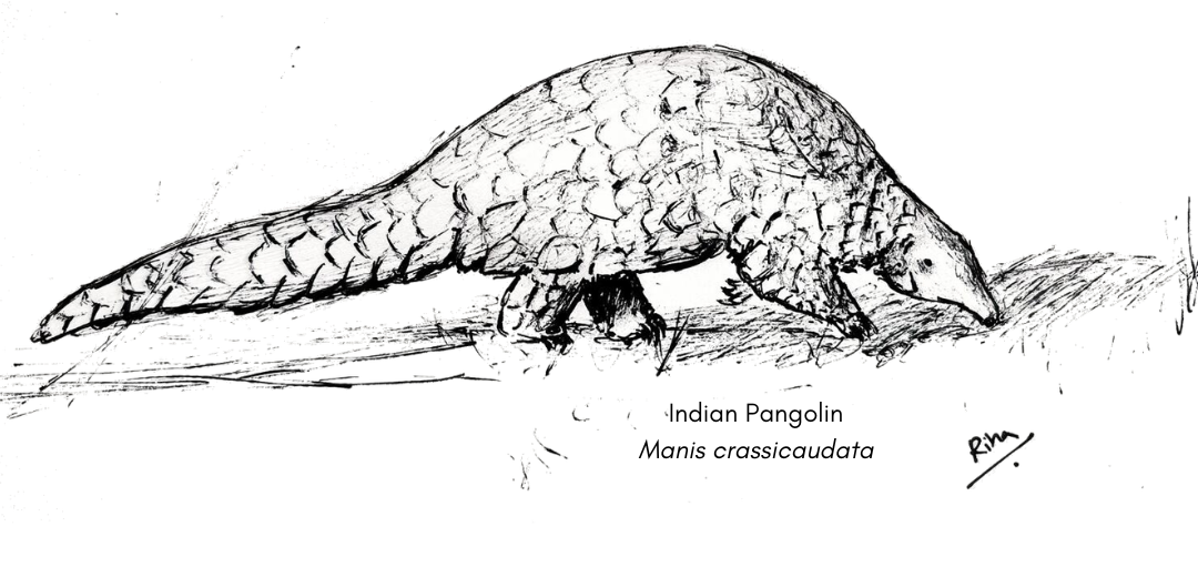 Pangolin thumbnail